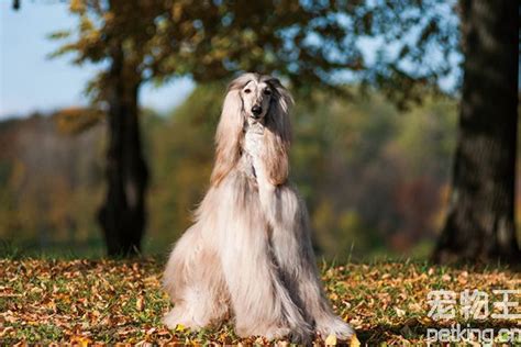 世界优秀猎犬十大排名，哪些狗最名贵？_巴拉排行榜