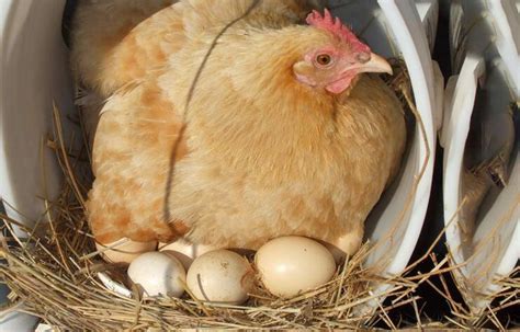 母鸡什么时候下蛋 可以连续产蛋多少天_伊秀经验