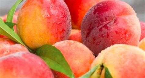 水蜜桃是热性还是凉性_苹果绿