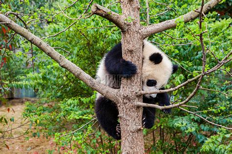 四川 大熊猫高清图片下载-正版图片500618333-摄图网