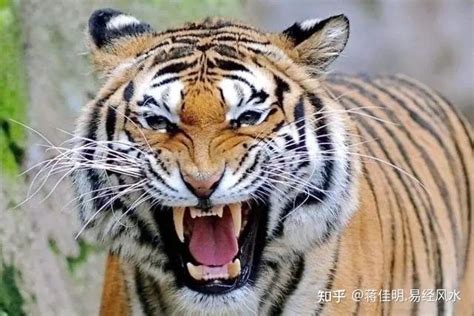 1986年属虎人2022年运势及命运 36岁生肖虎在虎年每月运程如何 - 万年历