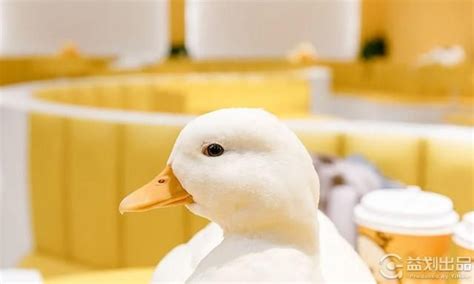动物鸭子摄影图片-动物鸭子摄影作品-千库网