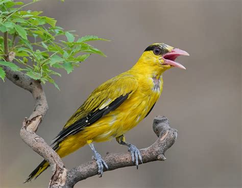 清脆动人的黄鹂鸟叫声音效声音音效素材-千库网