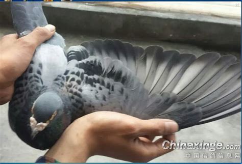 超远程国血吴淞李鸟-中国信鸽信息网相册