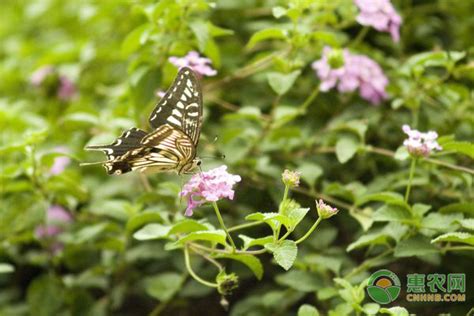 花上美丽的蝴蝶吃花蜜高清图片下载-正版图片503806307-摄图网