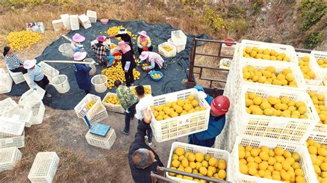 高清图：赣南脐橙采摘上市 果农笑开颜|正忙着|华辛明|赣南_新浪新闻