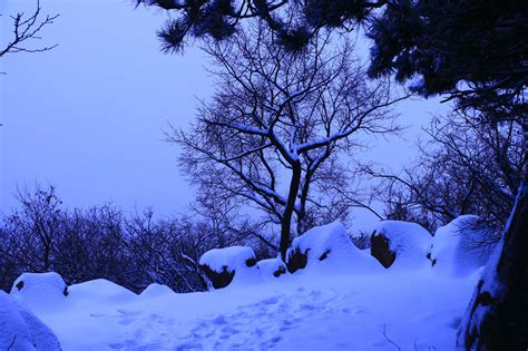 实拍森林冬季雪景飘雪视频素材 – livekong来悟空