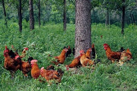 乡村农民养殖家禽喂鸡元素素材下载-正版素材401779470-摄图网