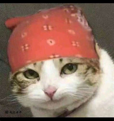 贱猫图片