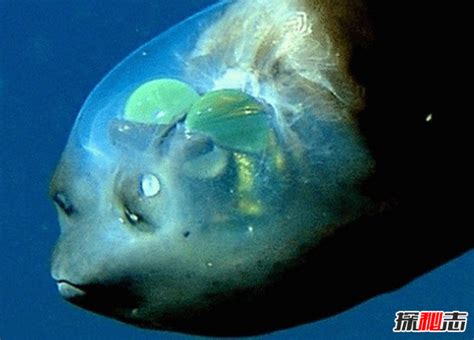 世界十大令人恐怖深海生物排行榜 鮟鱇上榜，第二被称为“食人魔鱼”_排行榜123网