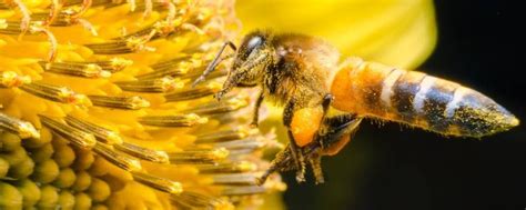 【科普】密集恐惧症来了，看寄生蜂是如何起到防治害虫作用的？