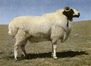 真的很怀念懒羊羊在大肥羊学校的时光！|懒羊羊_新浪新闻
