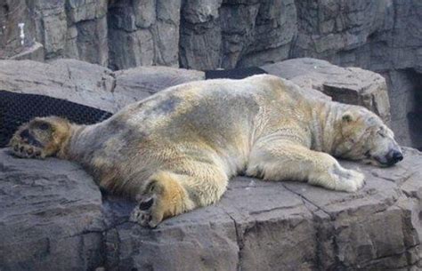 阿根廷一动物园停业后动物未获妥善安置_手机凤凰网