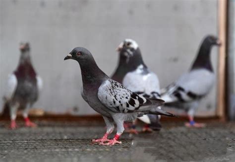 新疆新和县鸽子成当地“致富鸟” 养鸽带头人日供鸽子500羽|新疆|新和县|鸽子_新浪新闻