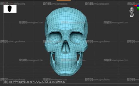 标准人头骨分析模型,C4D,ZTL格式_基础人体模型下载-摩尔网CGMOL