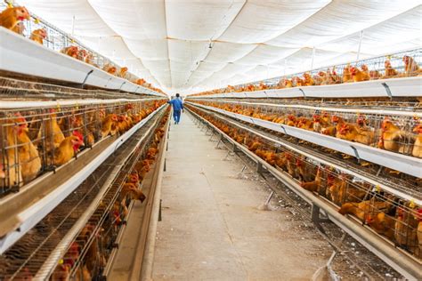 印江红木村自动化蛋鸡代养场实现连续三年分红 - 印江网