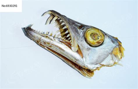 尖利的带鱼牙齿-头骨标本高清图片下载_红动中国