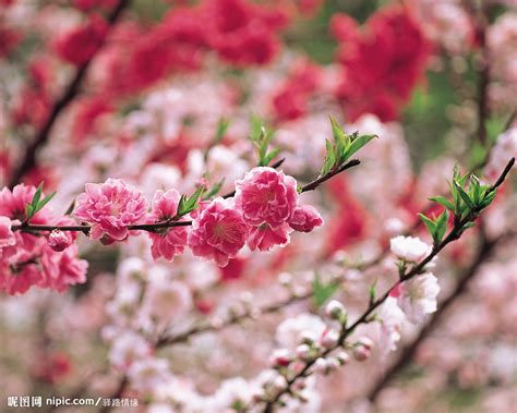 春暖花开图片素材-正版创意图片501189666-摄图网