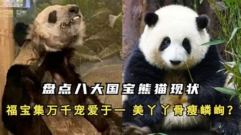 美动物园称希望再租借一对年轻熊猫，关键是能照顾好吗？_宠界新闻