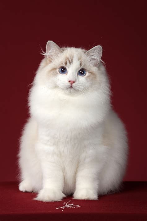 有没有纯白色的布偶猫？ - 知乎
