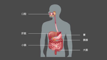 消化系统结构简图图片 消化系统结构简图图片