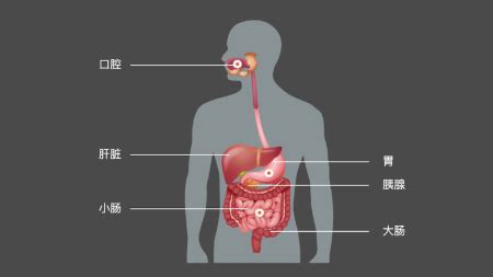 胃酸的化学式是什么-百度经验