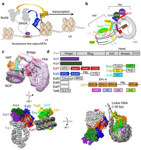 PTEN基因抗癌新机制：通过编码环状RNA circPTEN1抑制肿瘤侵袭和转移 - 生物通