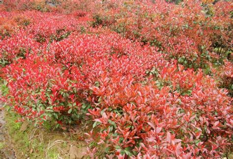 红叶石楠图片_植物风景的红叶石楠图片大全 - 花卉网