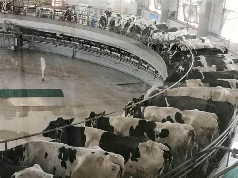 北京奶牛中心：为国家繁育“功臣牛”
