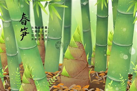 竹子用它的生长故事 告诉你什么叫雨后春笋