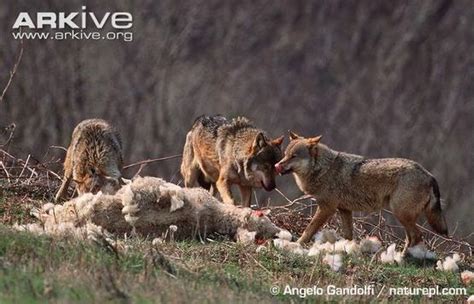 危险的捕食者户外丹麦野狼的大自然高清图片下载-正版图片307563031-摄图网