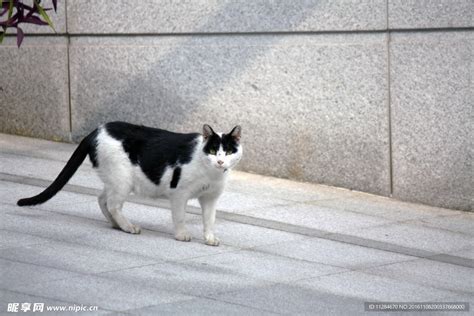 在绿草背景的黑白小猫高清图片下载-正版图片504292590-摄图网