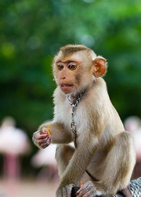 围绕一只猴子的竞争-新闻频道-和讯网