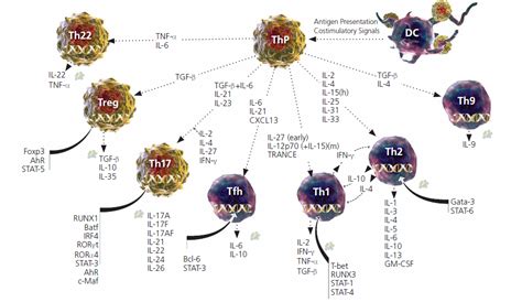 图说Th1:辅助型T细胞（Th细胞）可以生成许多不同种类的细胞因子，用来与免疫系统的其他部分进行通讯。这些细胞因子包括T... - 雪球