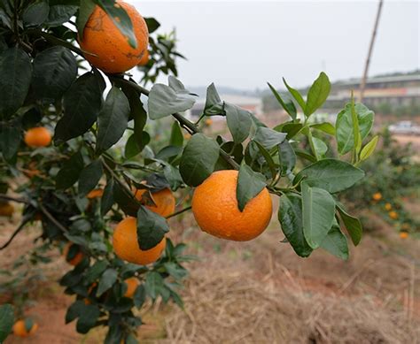 柑橘栽培技术之柑橘采摘-北京胜达博睿科技有限公司