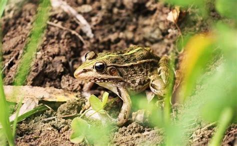 青蛙的资料有哪些，青蛙如何繁殖发育 - 农敢网