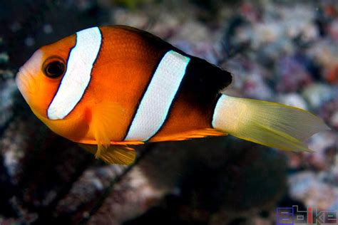 珊瑚礁上的小丑阿内莫尼鱼和海葵水下世界有珊高清图片下载-正版图片506742433-摄图网