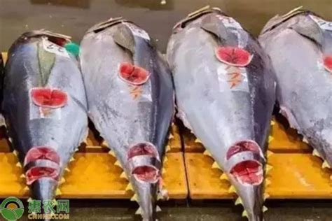 华人钓到900斤蓝鳍金枪鱼：价值100万-华人,加拿大,蓝鳍金枪鱼,鱼, ——快科技(驱动之家旗下媒体)--科技改变未来