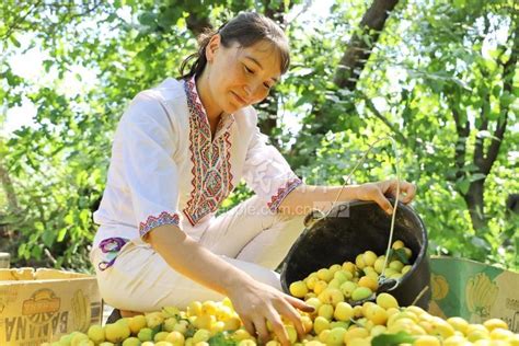 新疆库车：发展种植产业 实现富民增收-人民图片网