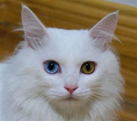 蓝眼睛猫品种大全,长不大的蓝眼猫有哪些,小黑猫(第2页)_大山谷图库
