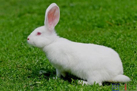养小白兔要怎么养 养小白兔的养殖方法_知秀网