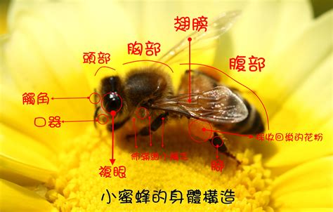 关于蜜蜂的知识有哪些呢（带你一次性了解蜜蜂，知识量太大请自备笔记本） | 说明书网