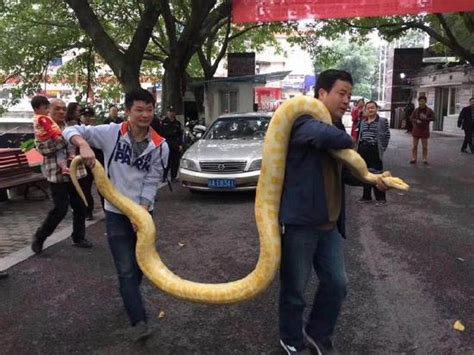 男子送动物园金色蟒蛇：近4米长 重达数十斤
