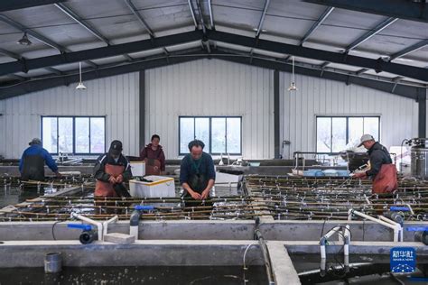 湛江绿色水产养殖探秘：深水网箱养殖的鱼，“肉质堪比野生”_对虾