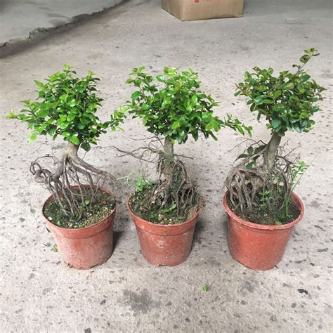 雀梅盆景图片