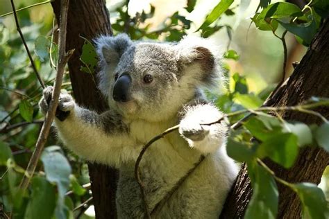 考拉图片-澳大利亚塔斯马尼亚的澳大利亚小考拉素材-高清图片-摄影照片-寻图免费打包下载