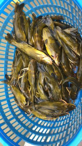 东北红色尾鱼产地批发，黑龙江拟赤梢红鱼货源价格