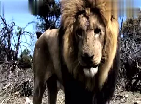 最全的狮子大战鬣狗视频，狮子哥，求你放过我吧！我再也不掏肛了视频_新视网