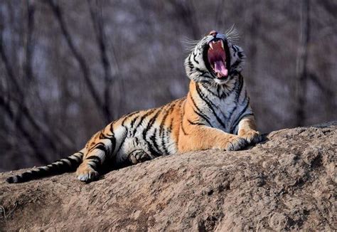 成年老虎的身长和体重是什么-百度经验