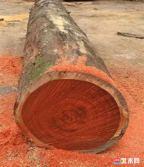 世界十大硬木，第一你绝对没见过！_木材